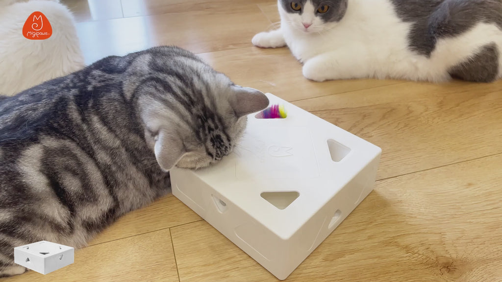 Migipaws Migibox 3-in-1 Auto Interactive Cat Toy - Case of 12 (Wholesale Pack)