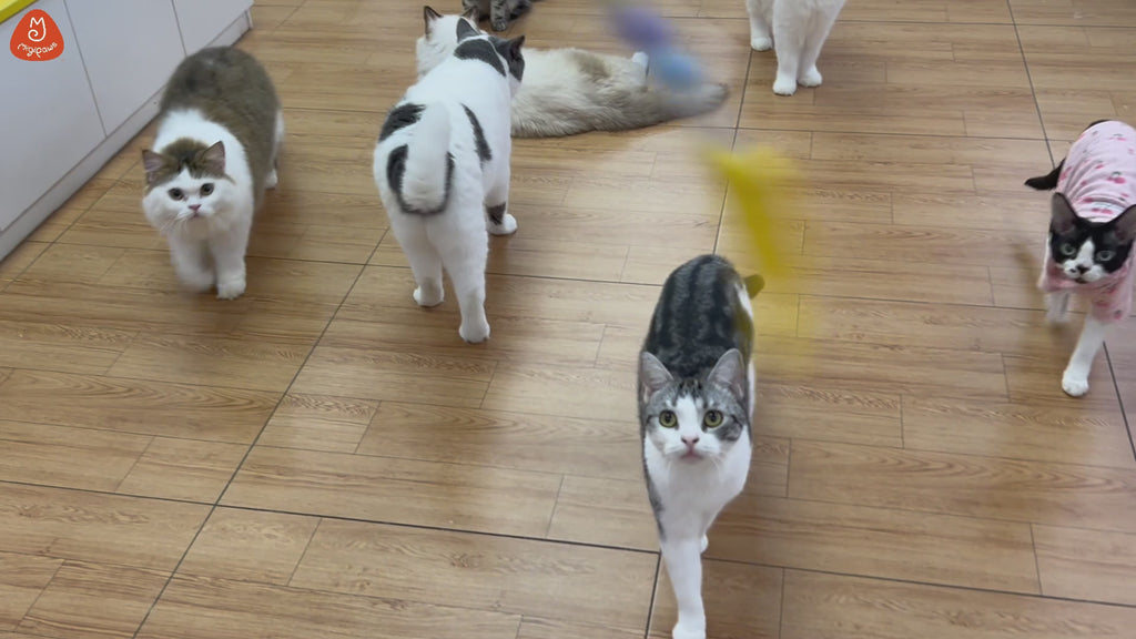 Migipaws MigiMouse Interactive Cat Toy - Case of 12 (Wholesale Pack)